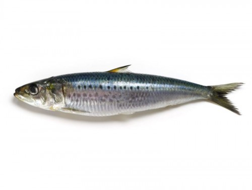 Sardine